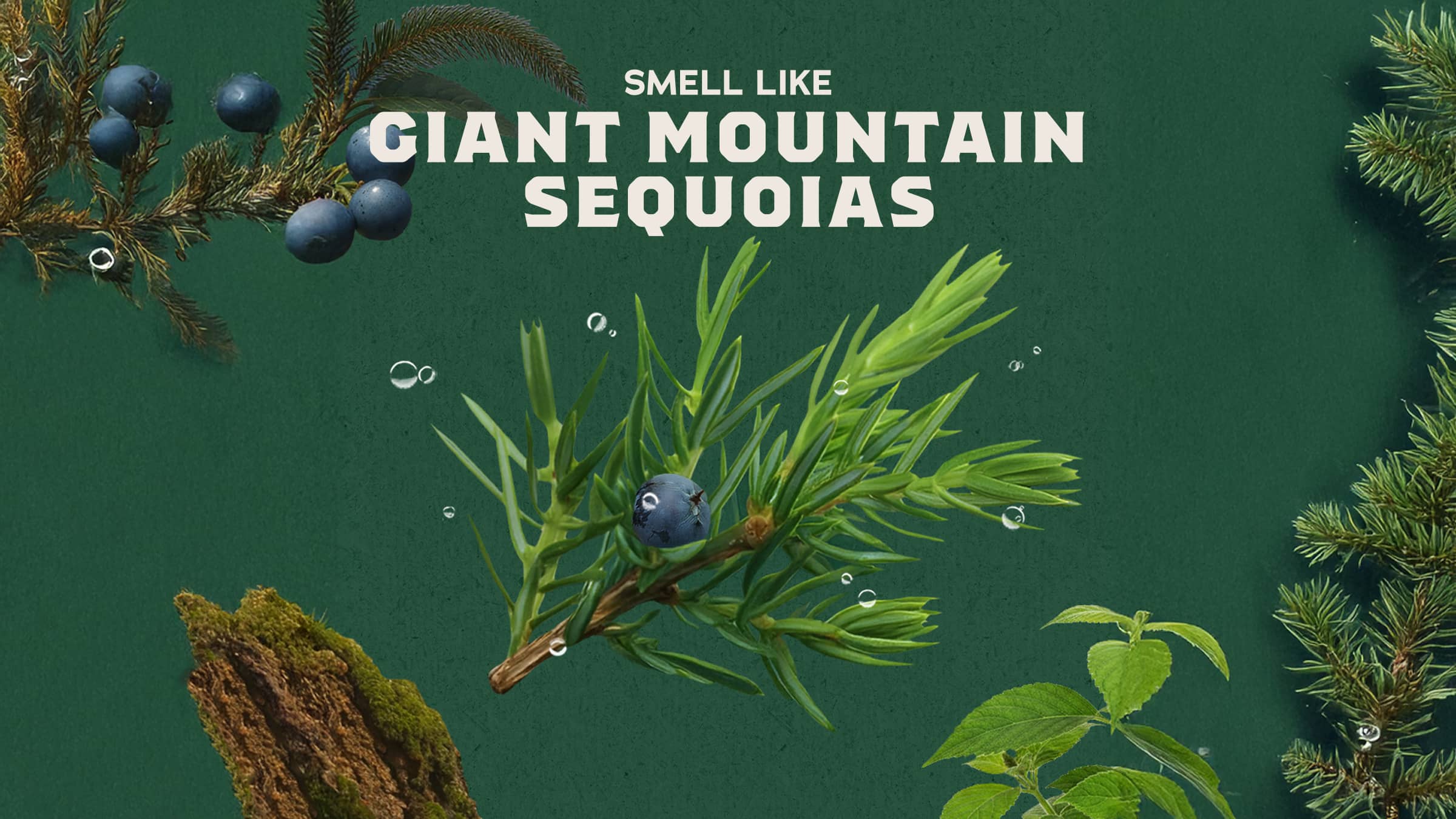 Sierra Storm Invisible Glide Deodorant - Image 3