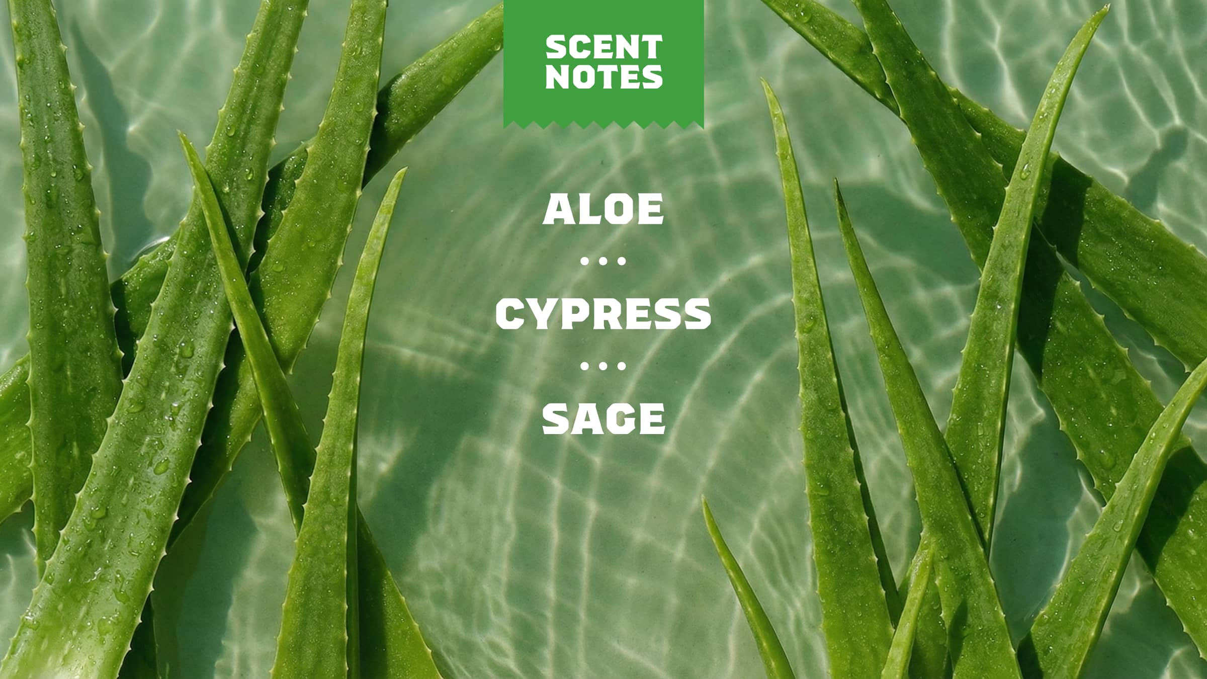 Cool Fresh Aloe Full & Thick Shampoo - Image 4