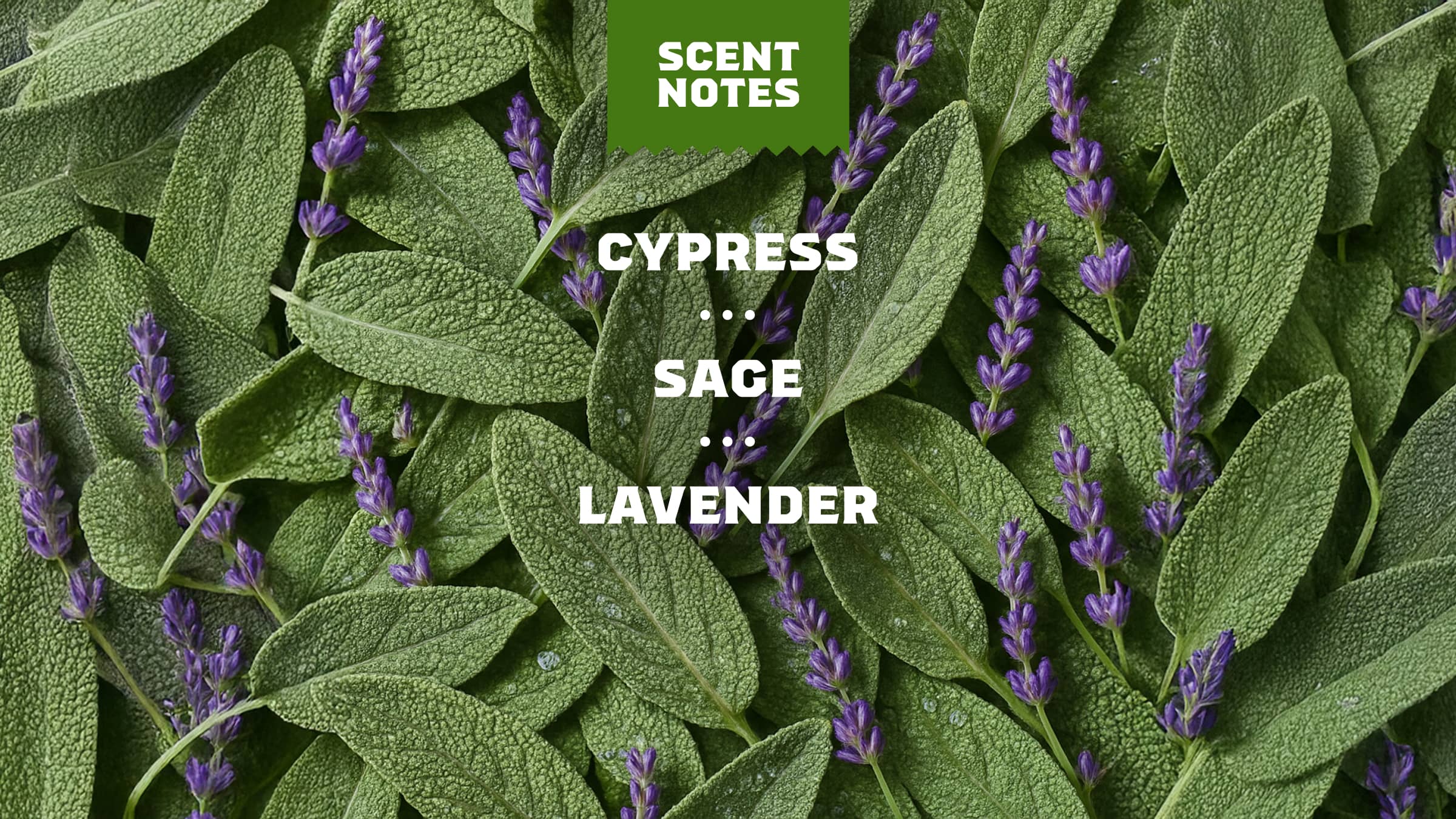Alpine Sage Bar Soap - Image 4